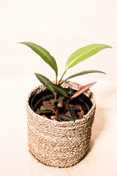Labisia pumila